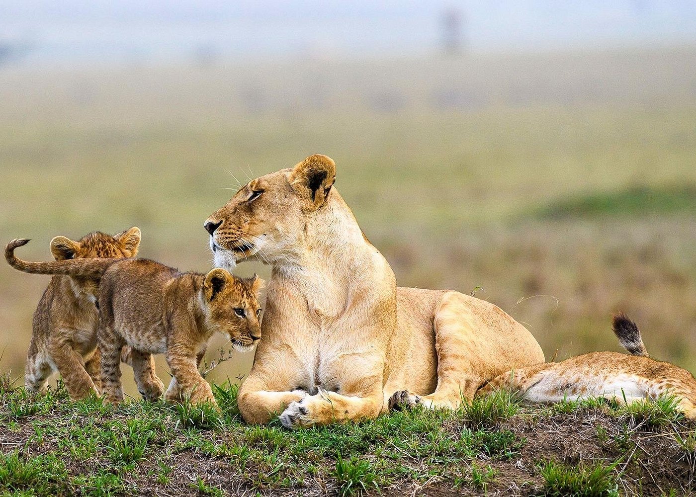 3 Days Maasai Mara Safari